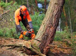 How Our Tree Care Process Works  in Bellerose, NY